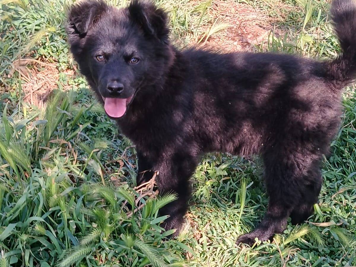 Vuoi adottare un cane a Bari?