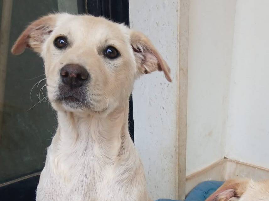 Adotta un cane, femmina, 1 mesi, Bari