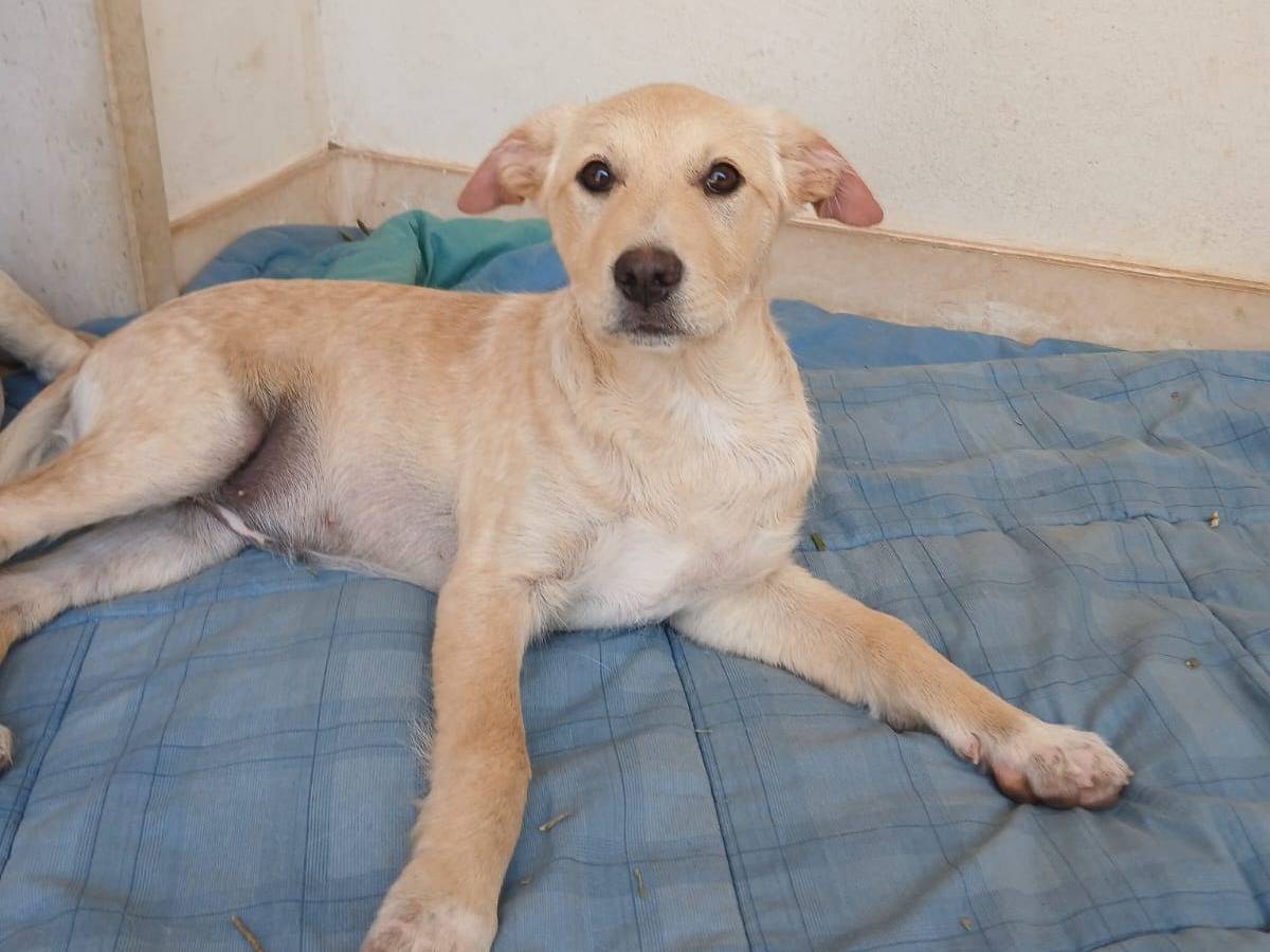 Adotta un cane, taglia media contenuta, femmina, Bari