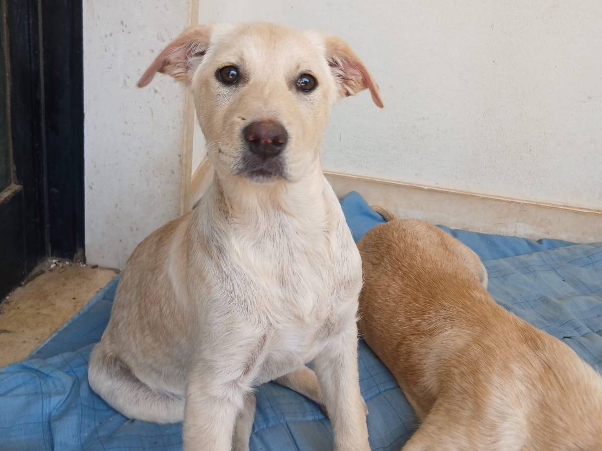 Adotta il cane Nike a Bari