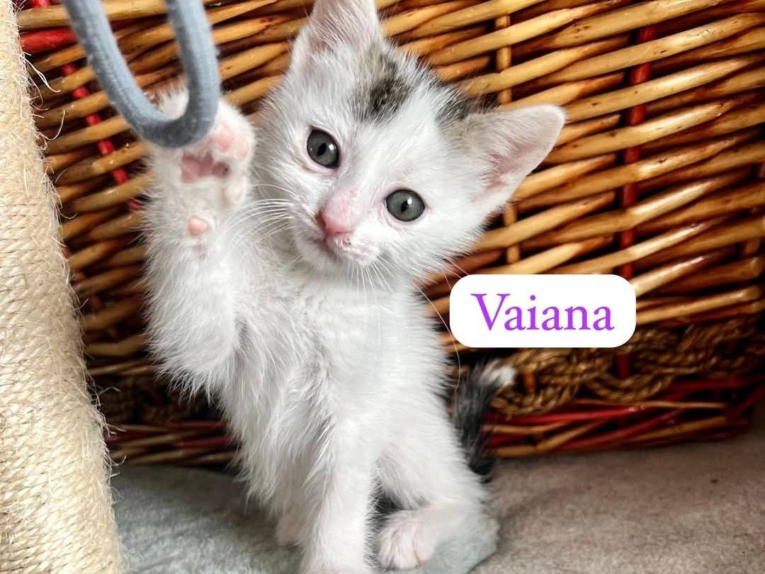 Foto dell'animale