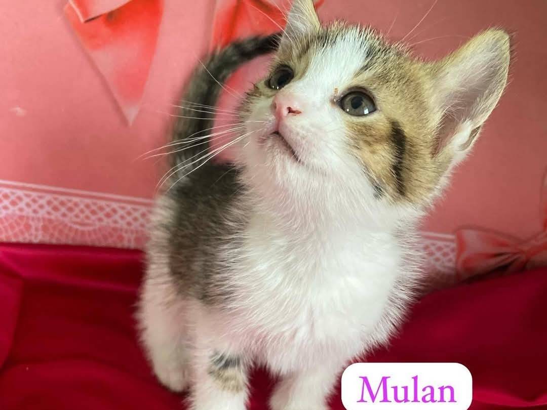Adotta un gatto, femmina, 0 mesi, Bari