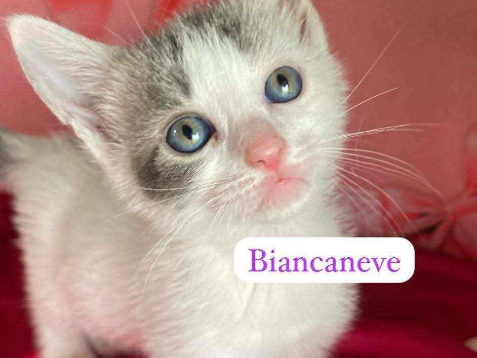 Adotta un gatto, taglia non valida, femmina, Bari