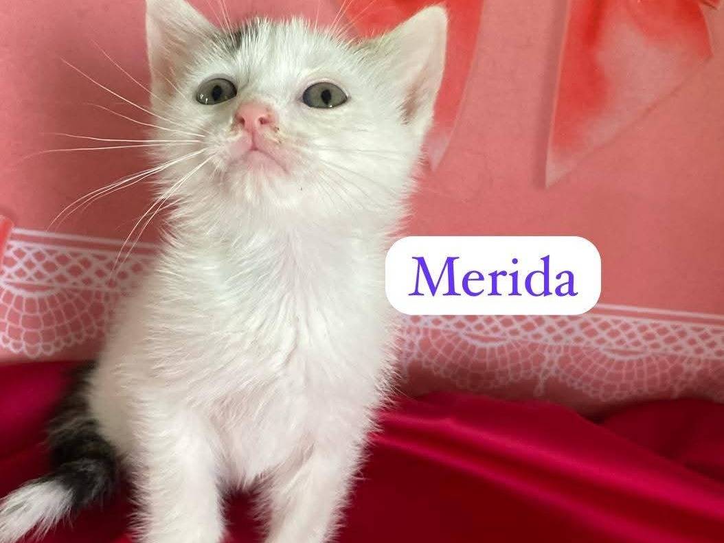 Vuoi adottare un gatto a Bari?