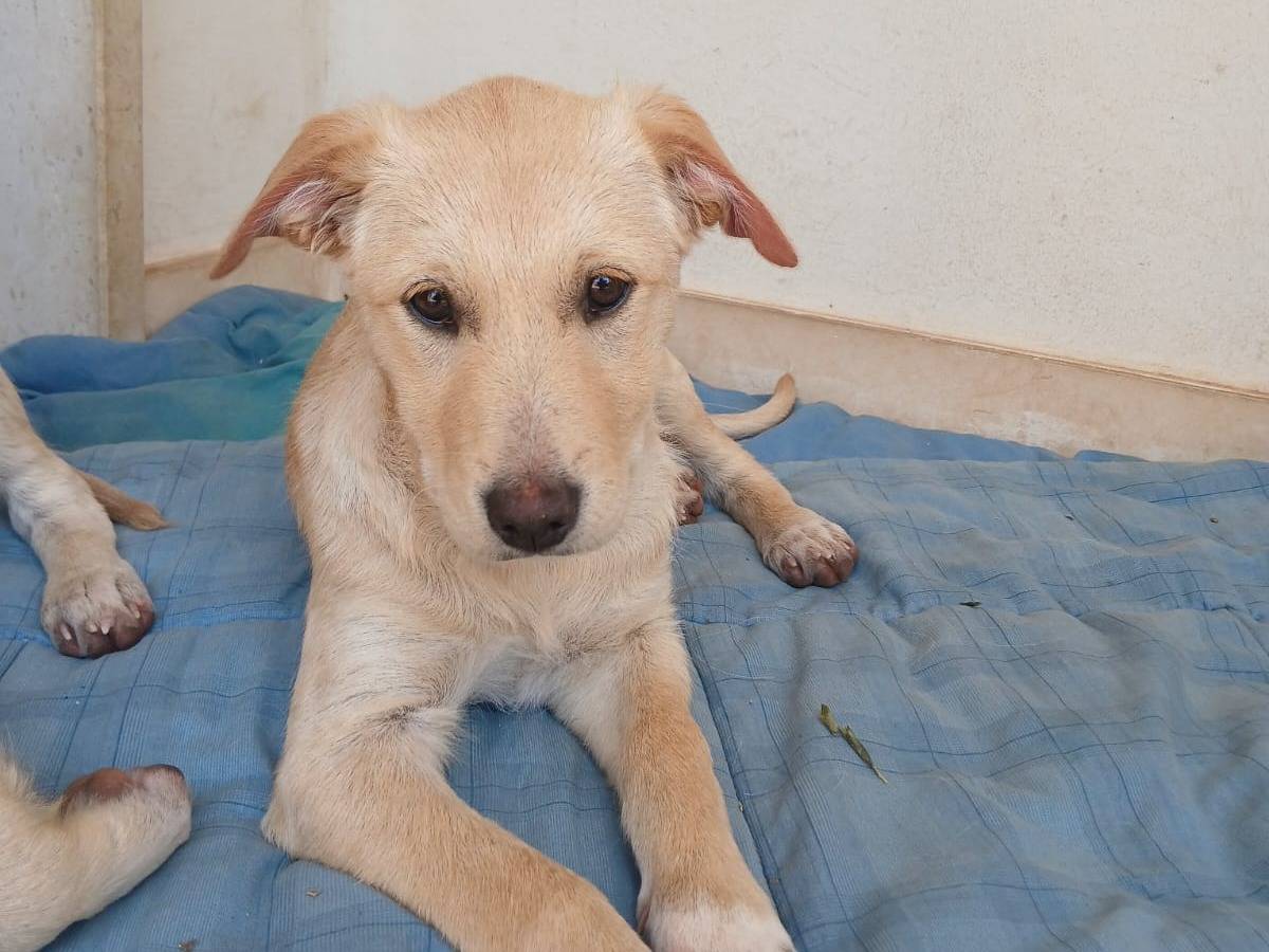 Adotta un cane, taglia media contenuta, femmina, Bari