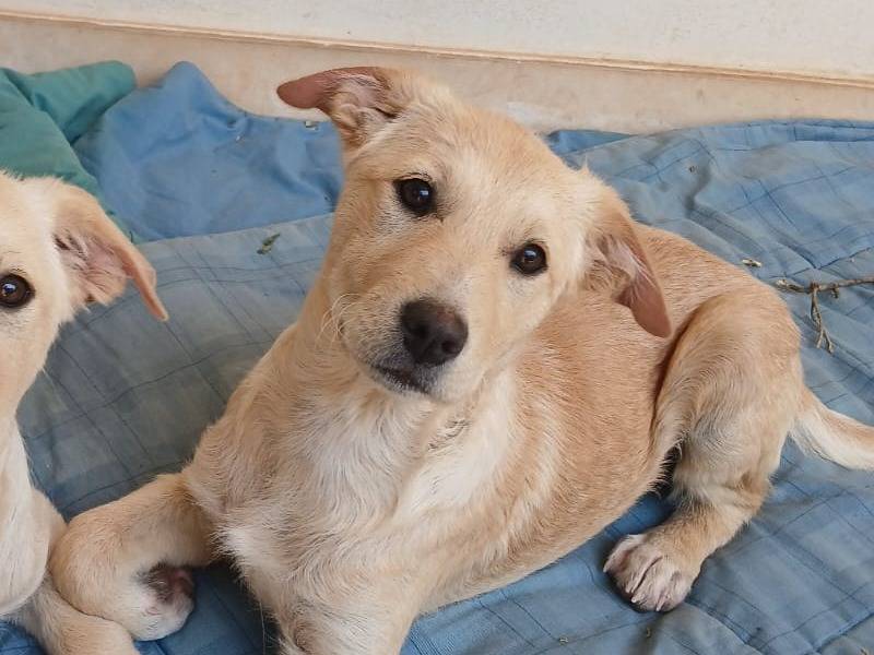 Vuoi adottare un cane a Bari?