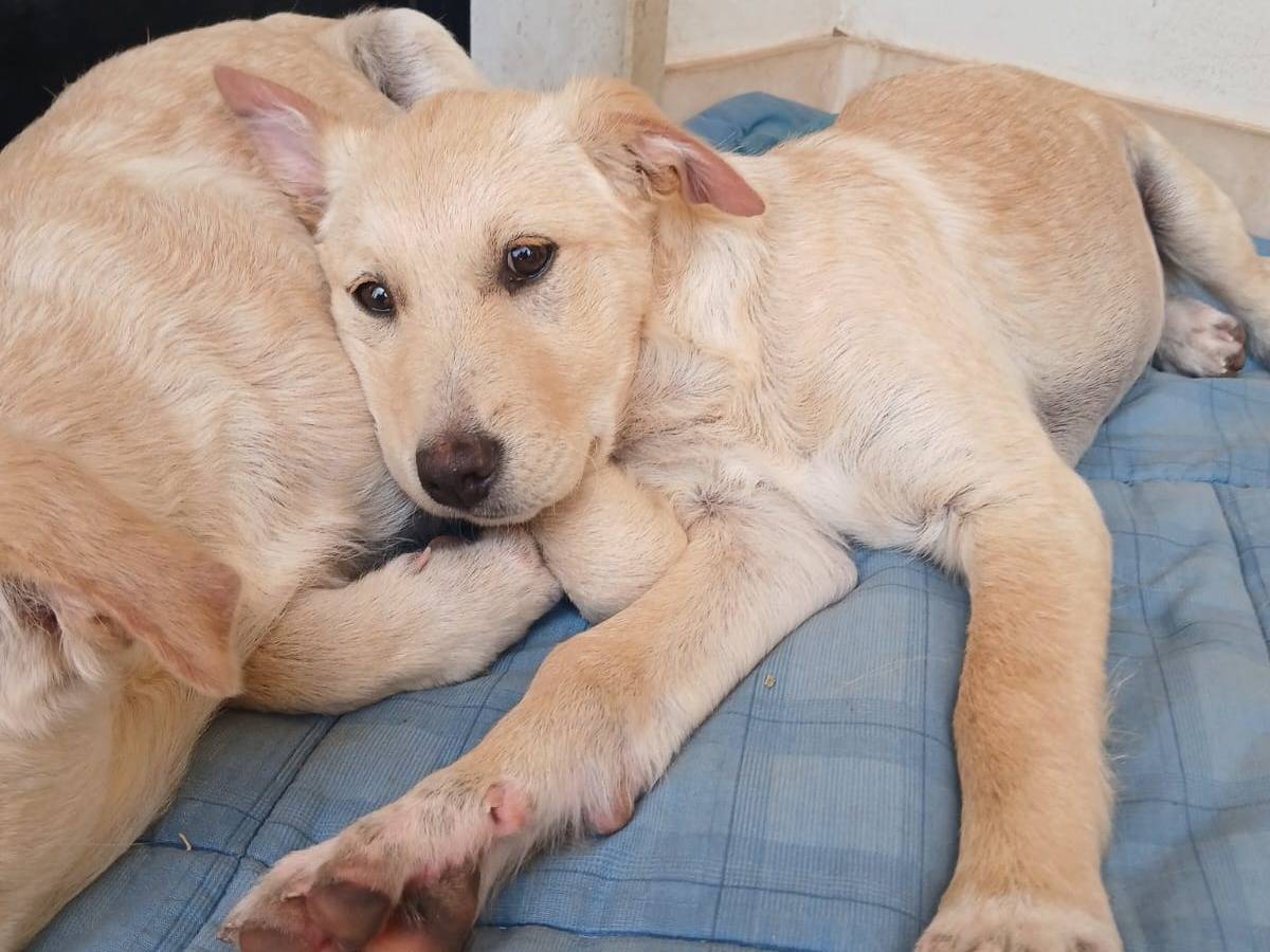 Adotta il cane Clio a Bari