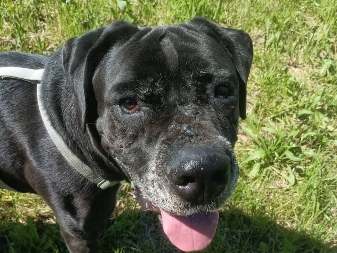 Adotta un cane, taglia gigante, maschio, Milano