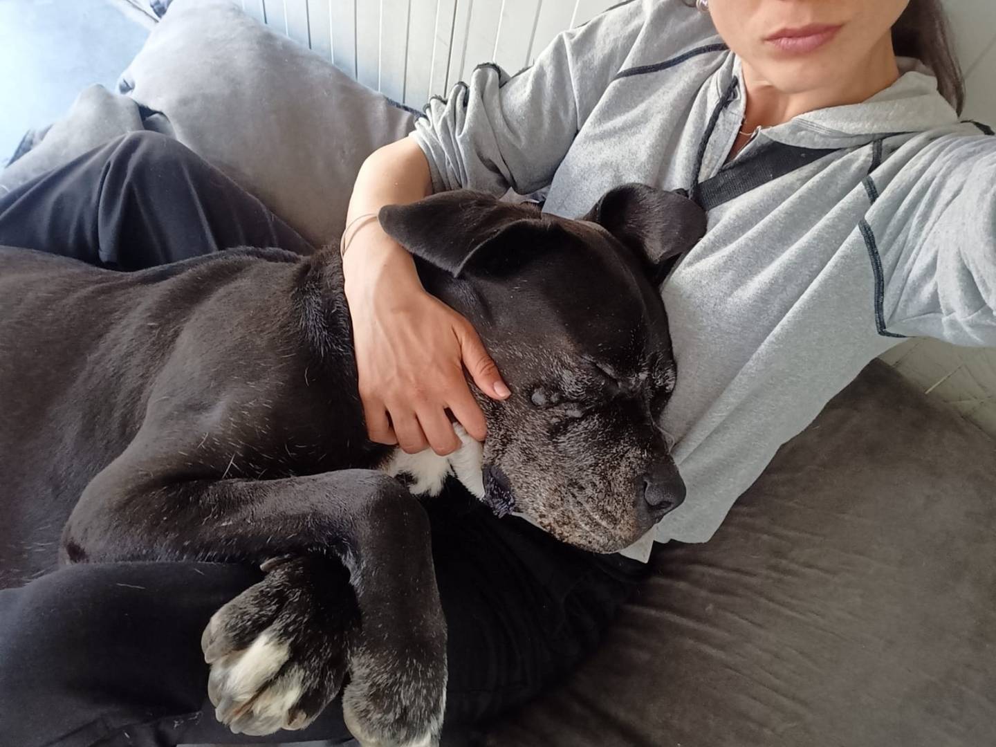 Vuoi adottare un cane a Milano?