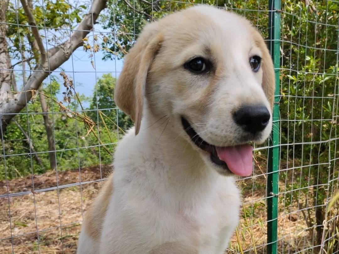 Foto dell'animale