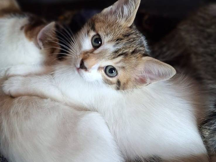 Adotta un gatto, maschio, 2 mesi, Genova