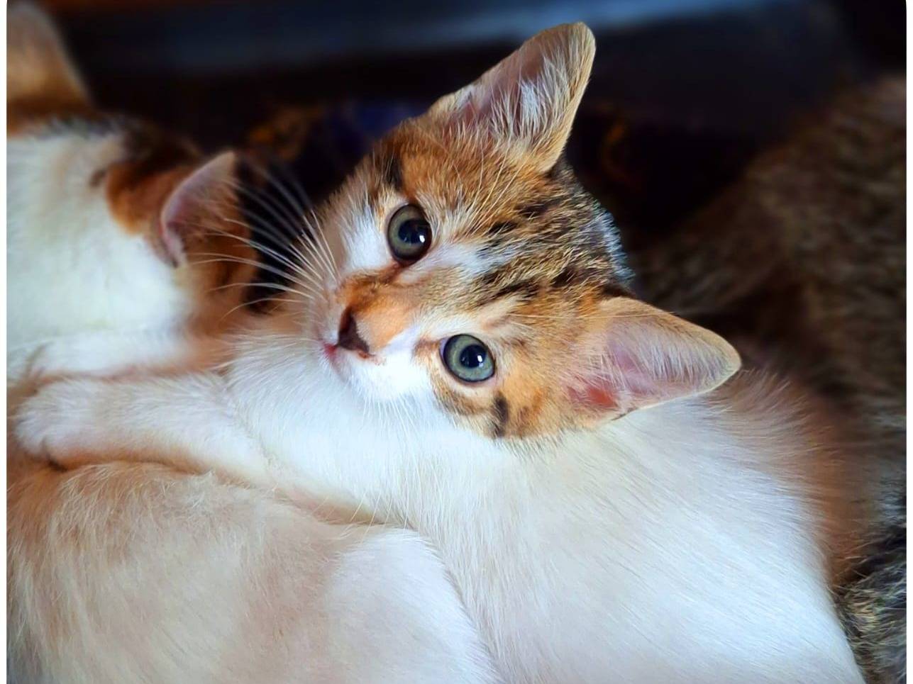 Foto dell'animale
