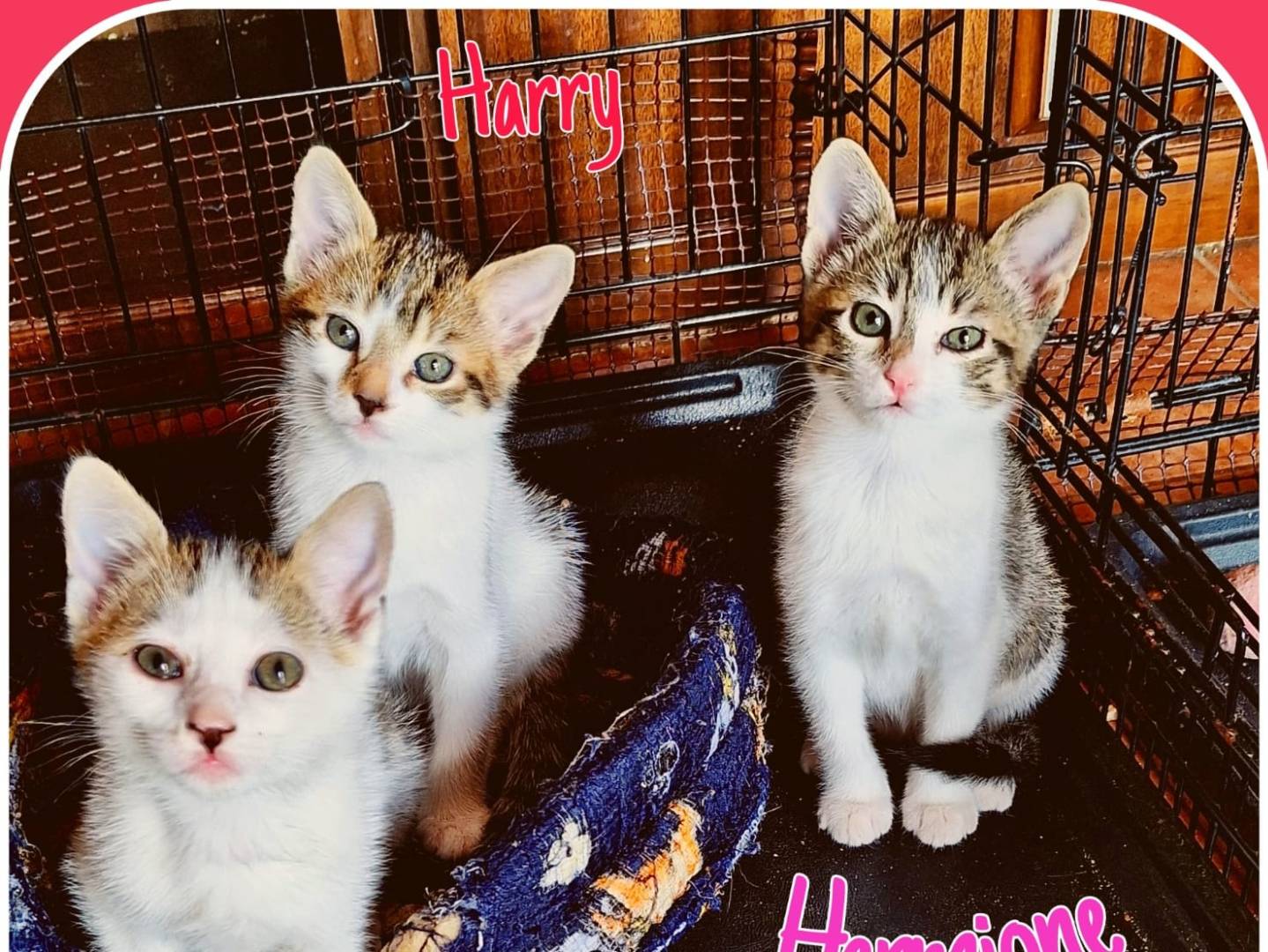 Adotta il gatto Harry a Genova