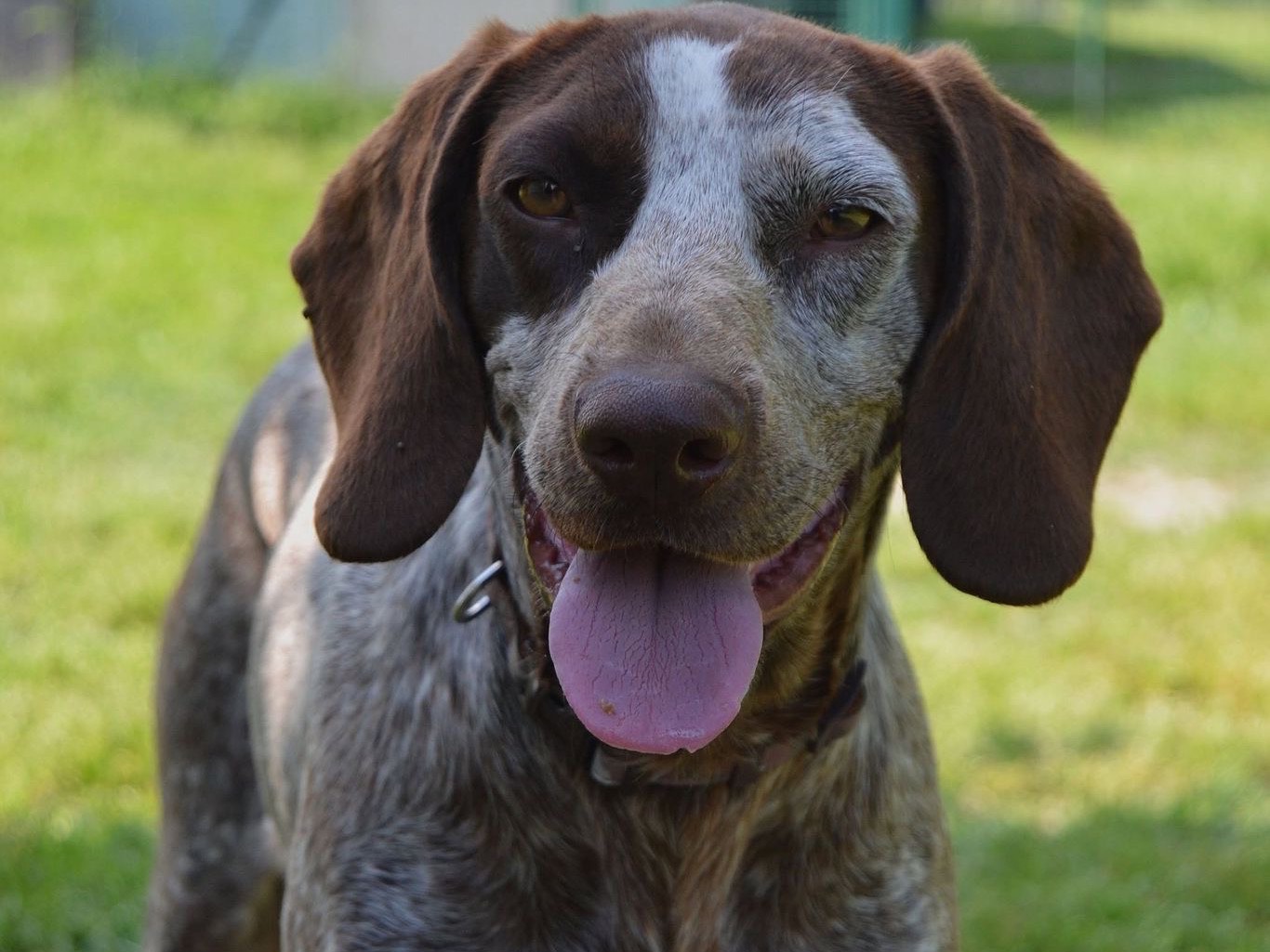 Adotta un cane, femmina, 1 anno e 7 mesi , Pavia