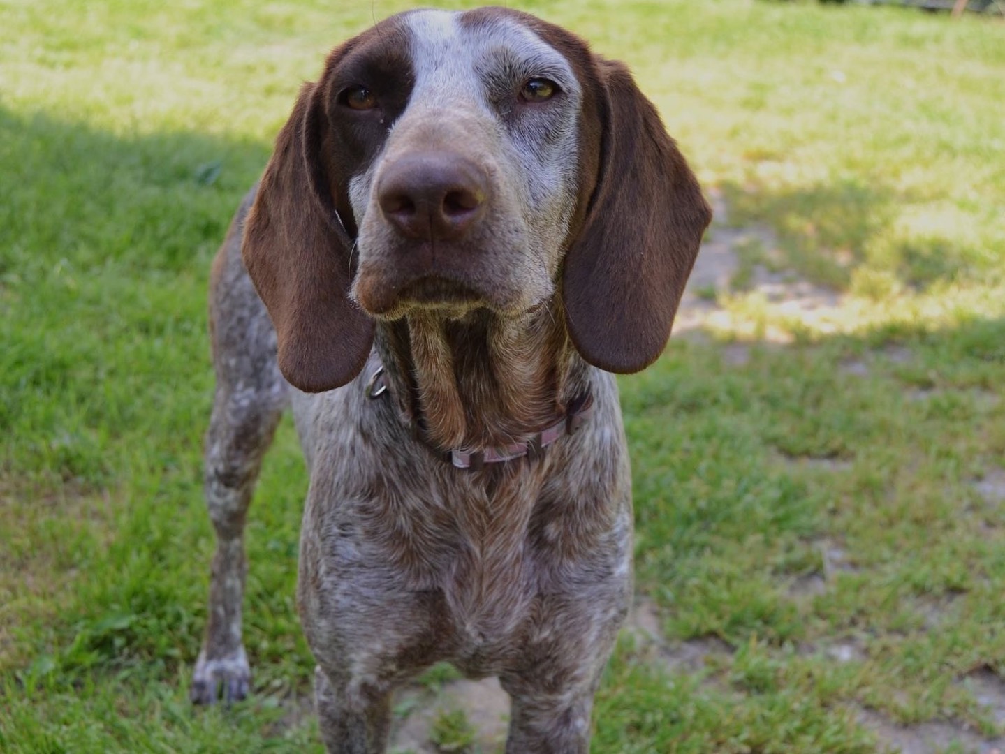 Adotta il cane Kika a Pavia