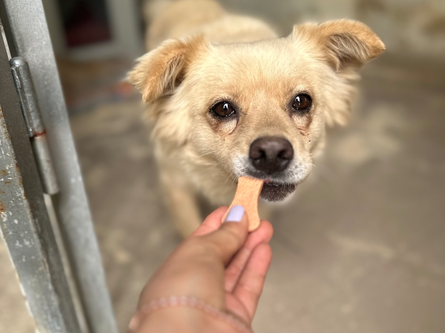 Adozione cane, femmina, Razza sconosciuta Razza sconosciuta, 3 anni  e 11 mesi , taglia media contenuta, Torino