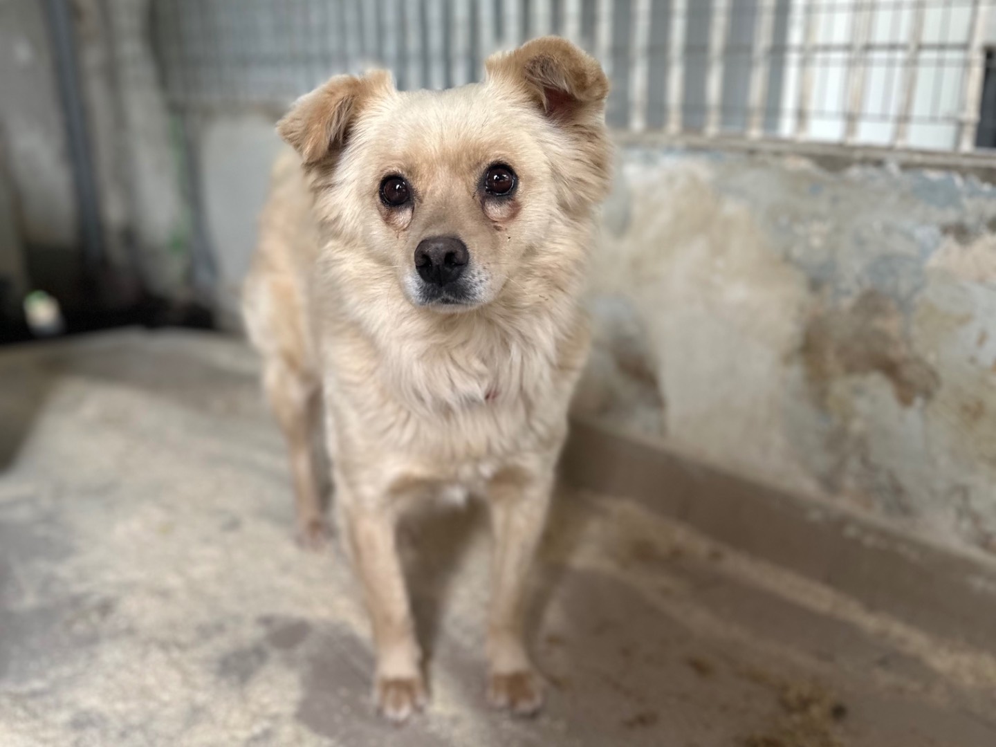 Adotta un cane, femmina, 3 anni  e 11 mesi , Torino
