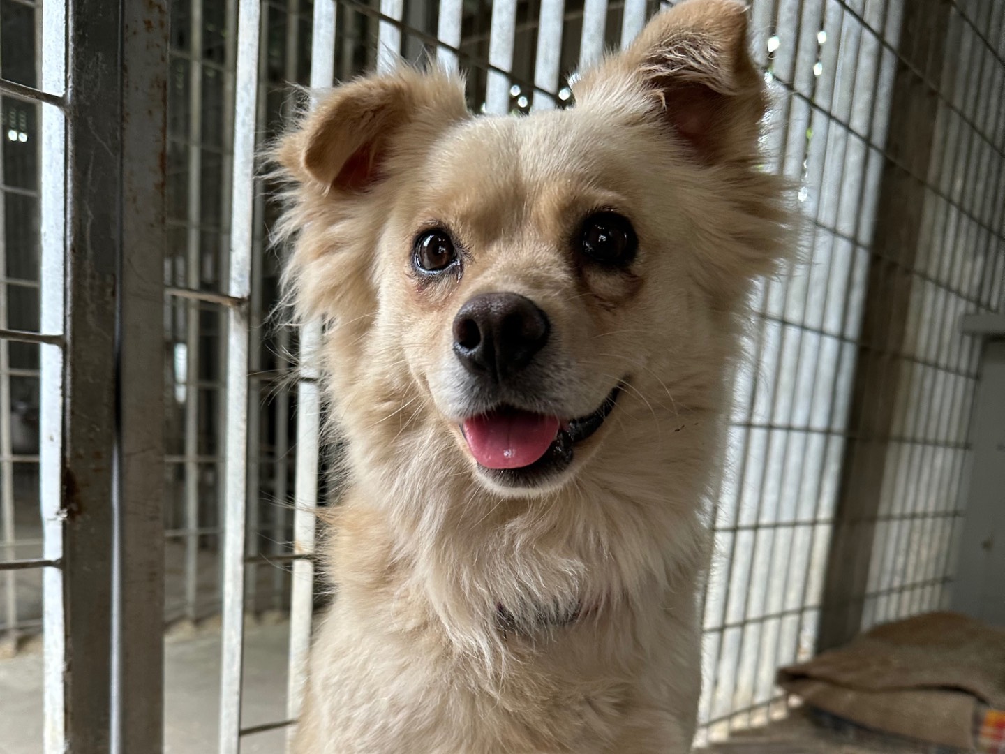 Adotta un cane, taglia media contenuta, femmina, Torino