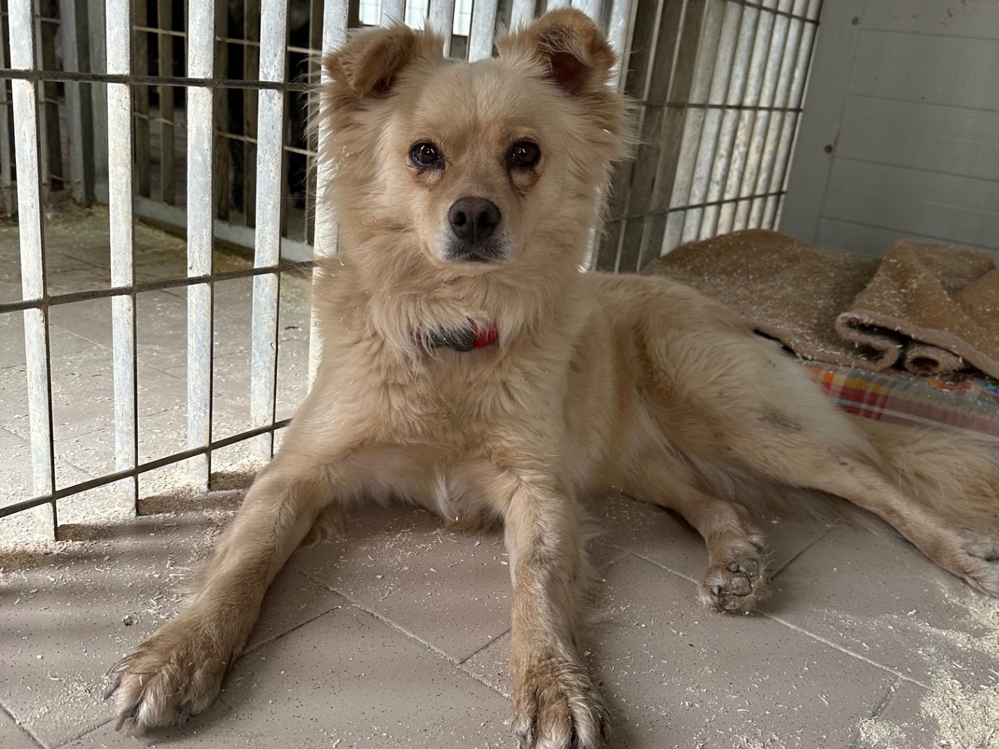 Vuoi adottare un cane a Torino?