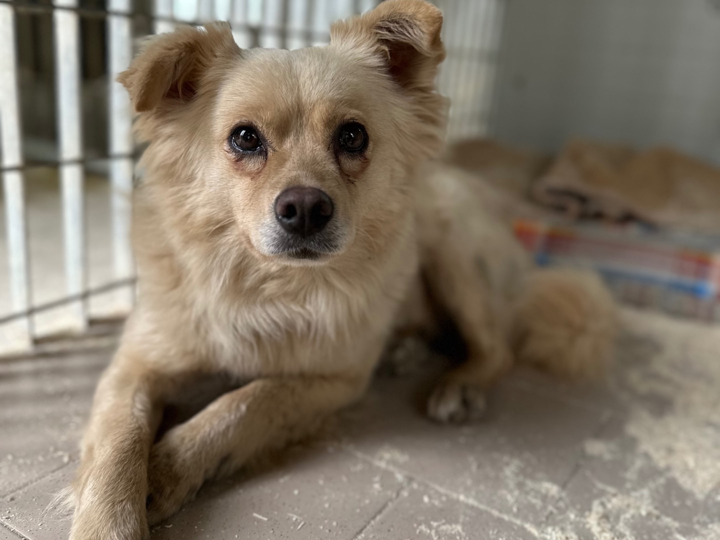 Adotta il cane Birba a Torino