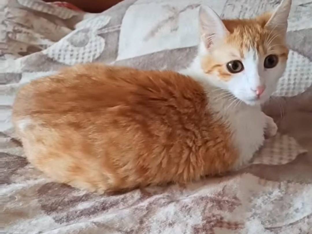 Adotta un gatto, maschio, 5 mesi, Bari