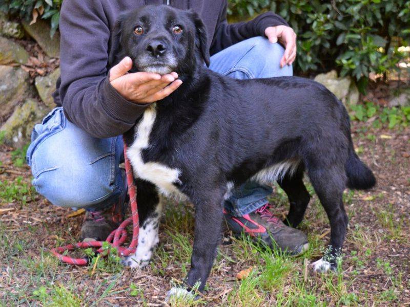 Adotta un cane, maschio, 1 anno e 7 mesi , Roma