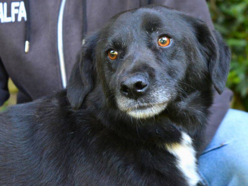 Adotta un cane, taglia media contenuta, maschio, Roma