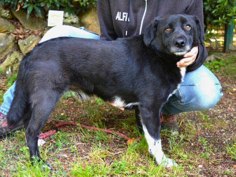 Vuoi adottare un cane a Roma?