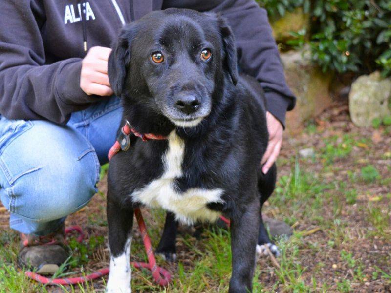 Adotta il cane Moreno a Roma