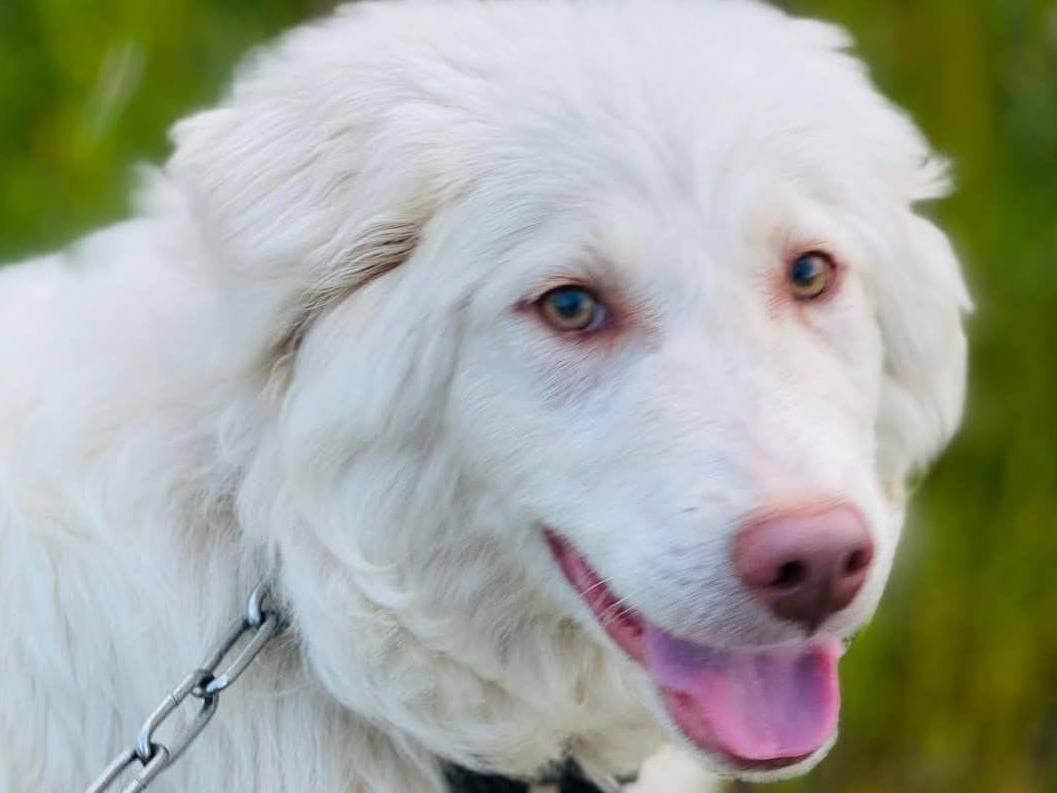 Adotta un cane, femmina, 1 anno, Bari