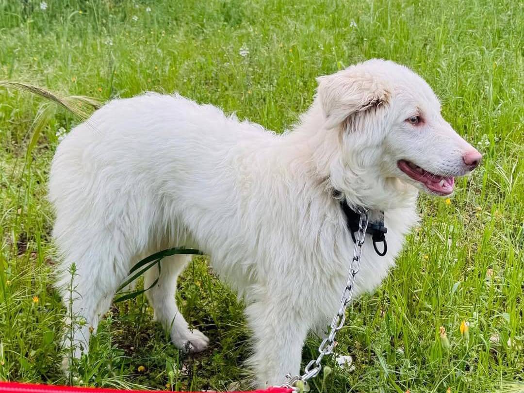 Adotta un cane, taglia media, femmina, Bari