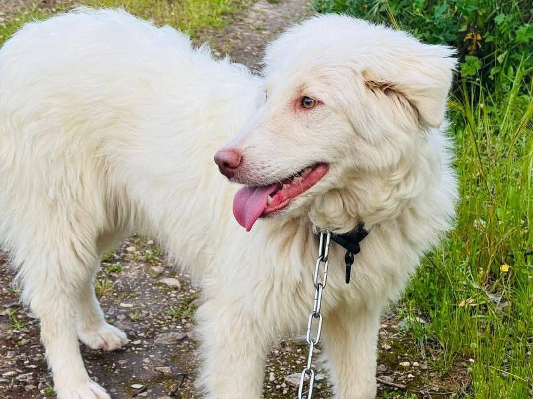 Vuoi adottare un cane a Bari?