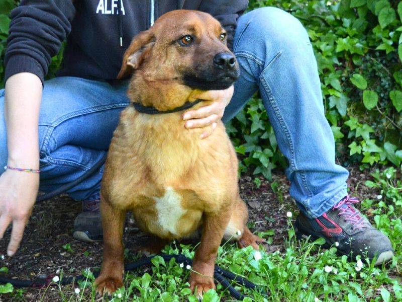 Vuoi adottare un cane a Roma?