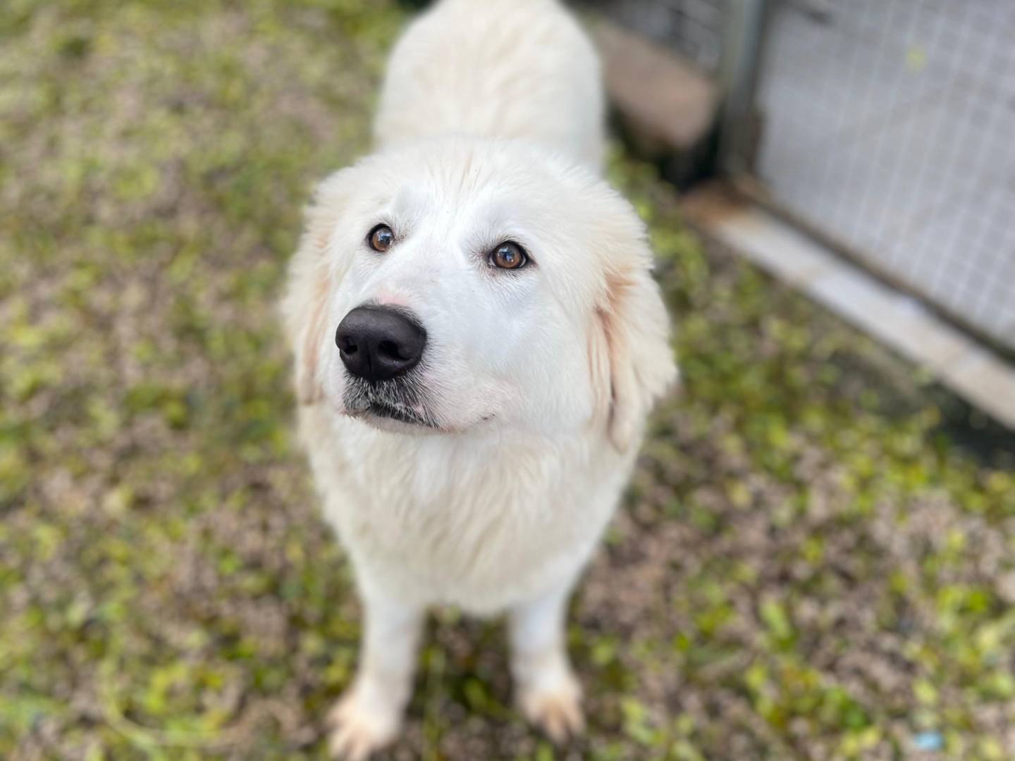 Adozione cane, femmina, Razza sconosciuta Razza sconosciuta, 3 anni  e 1 mese, taglia grande, Latina