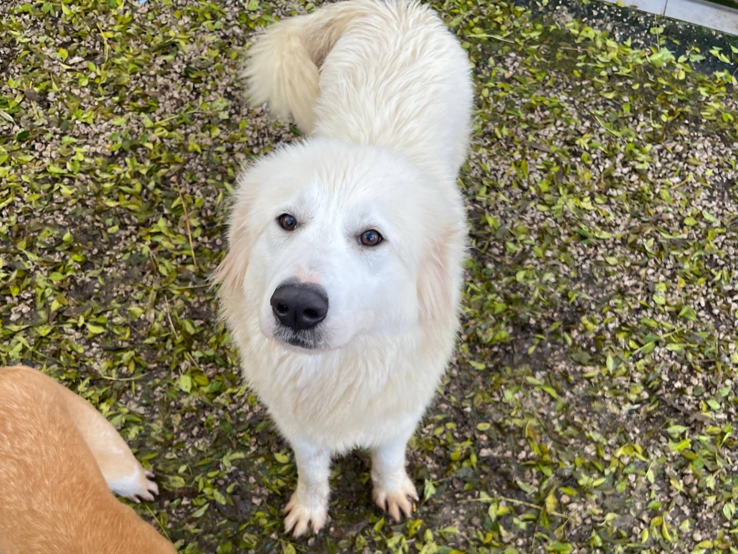 Adotta un cane, taglia grande, femmina, Latina