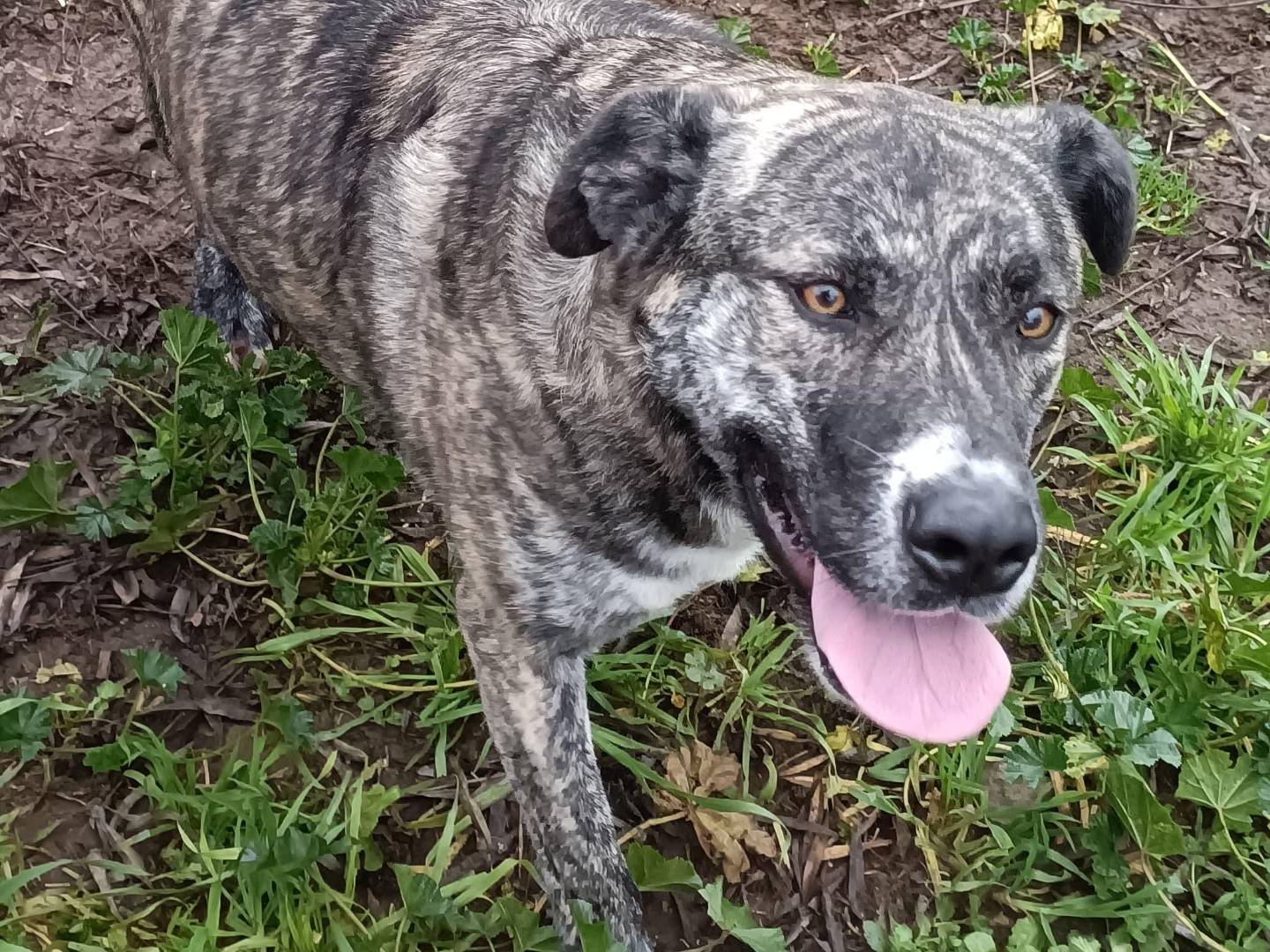 Adotta un cane, femmina, 3 anni  e 4 mesi , Latina