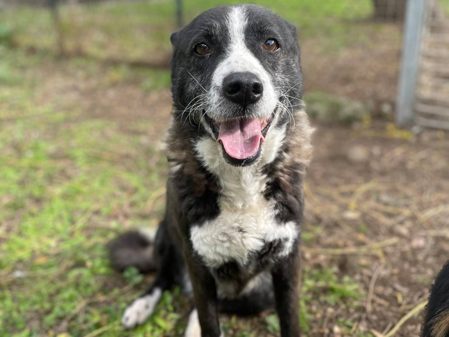 Adotta un cane, femmina, 8 anni  e 3 mesi , Latina