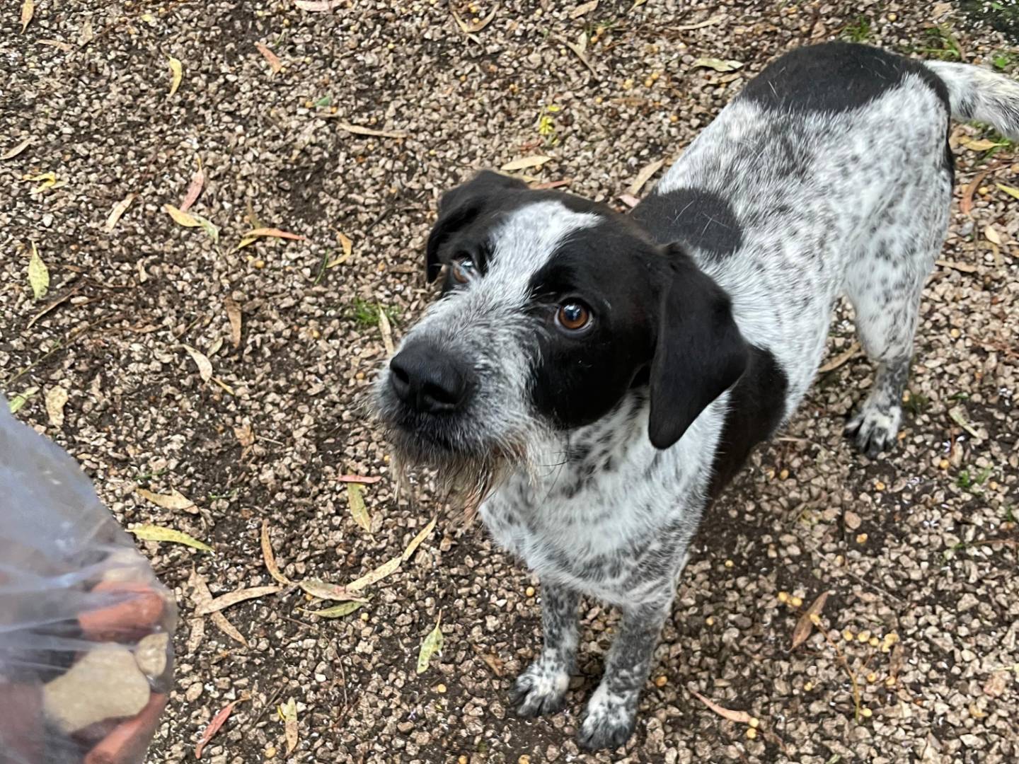 Adotta un cane, taglia media, maschio, Latina
