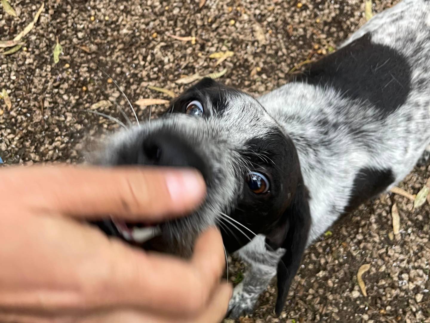 Vuoi adottare un cane a Latina?