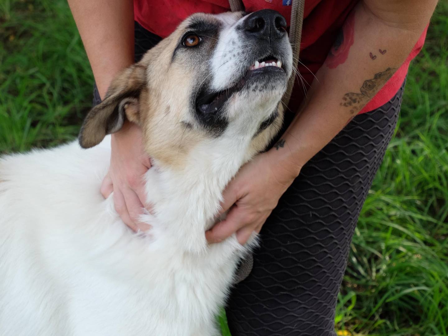 Adotta un cane, maschio, 3 anni  e 3 mesi , Latina