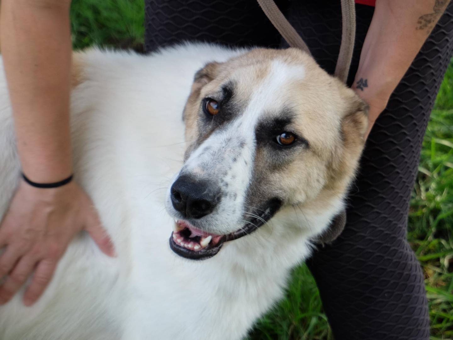 Adotta un cane, taglia grande, maschio, Latina