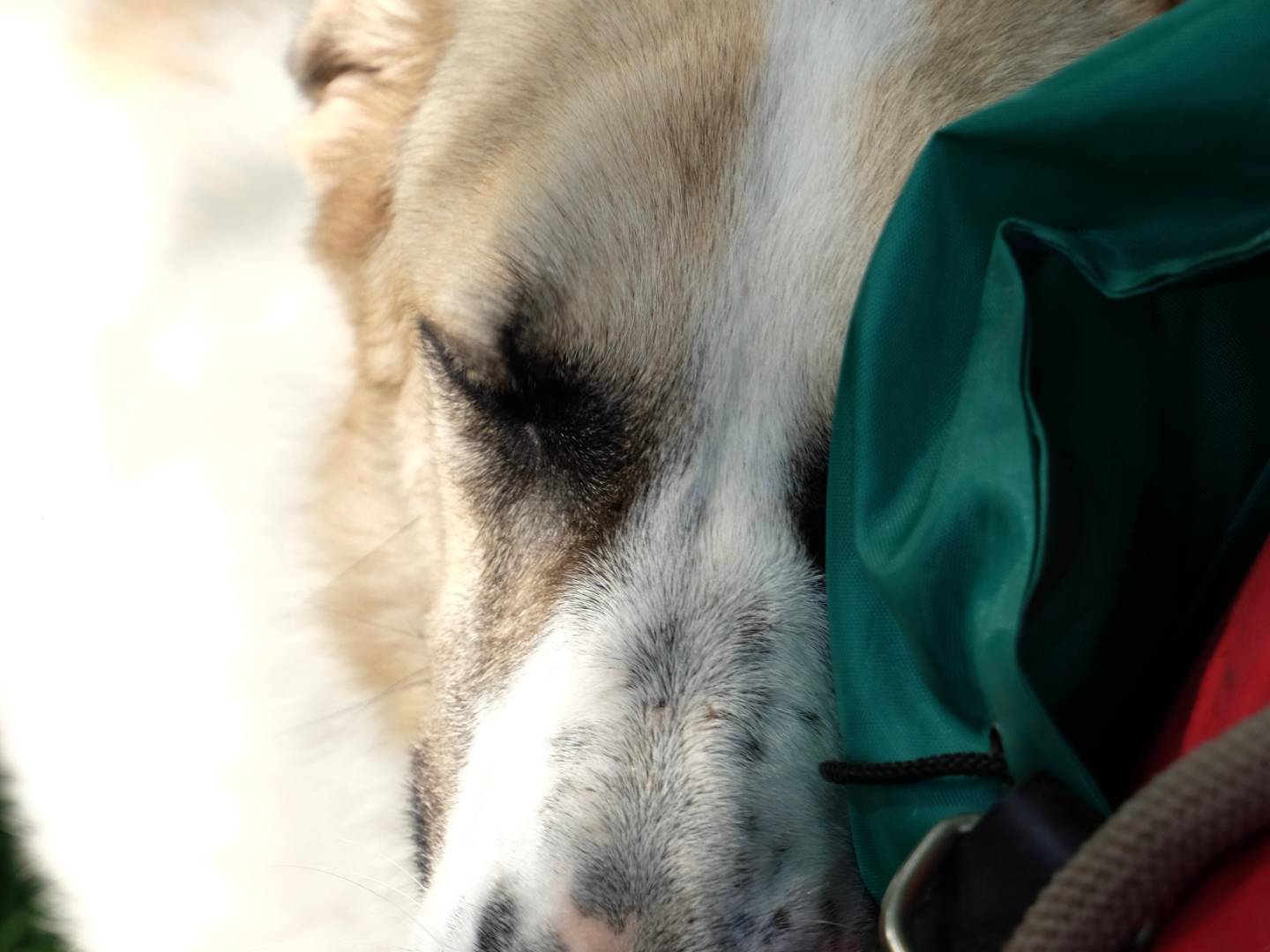 Vuoi adottare un cane a Latina?