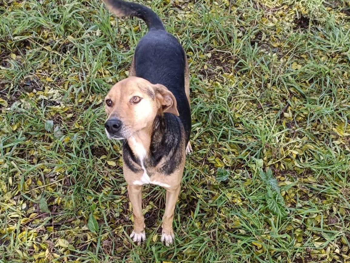 Adotta un cane, femmina, 3 anni  e 3 mesi , Latina