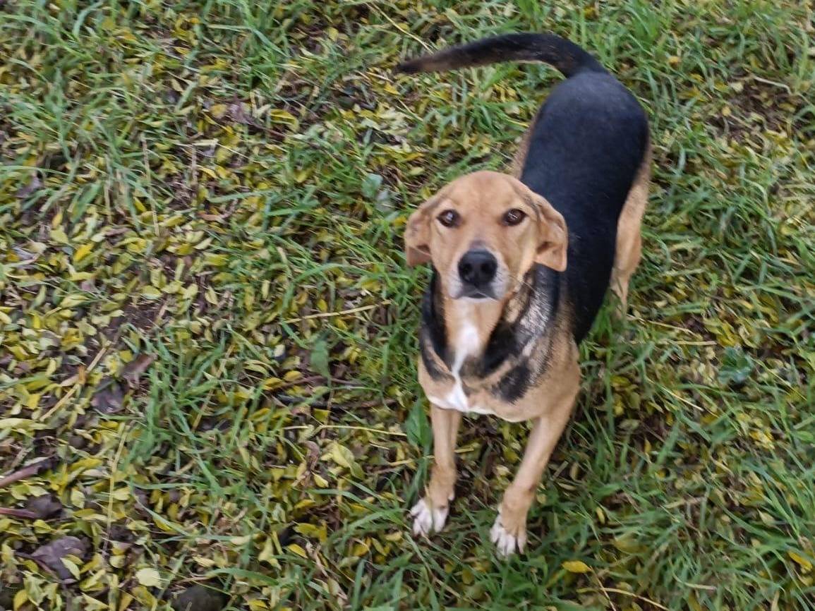 Adotta un cane, taglia media, femmina, Latina