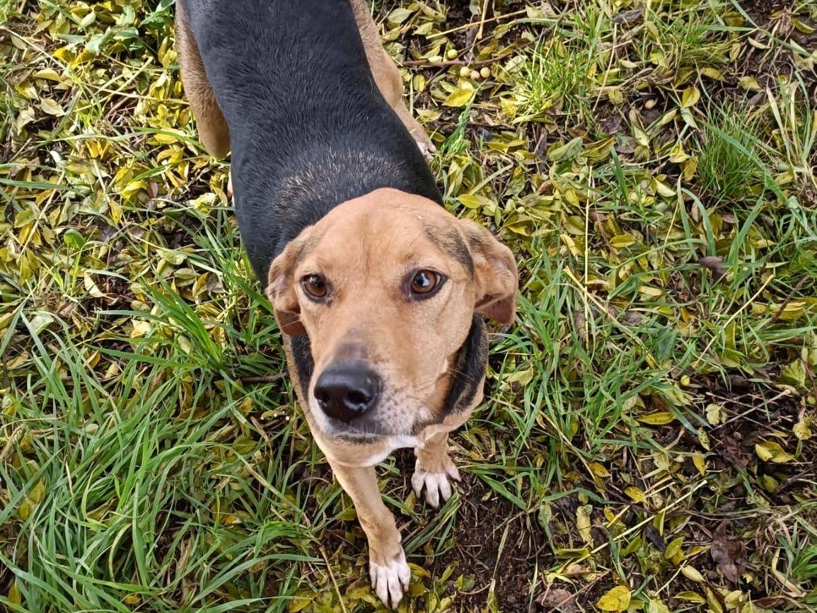 Vuoi adottare un cane a Latina?