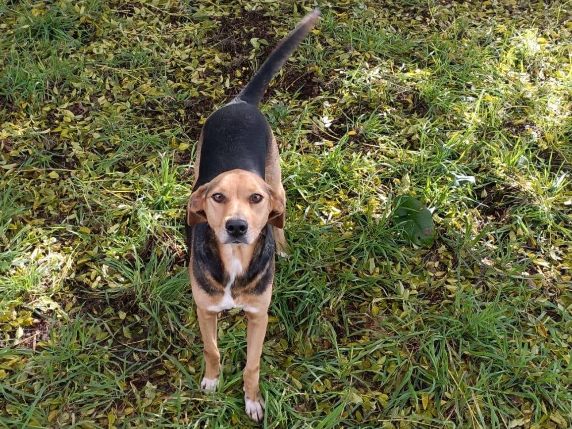 Adotta il cane Lady a Latina