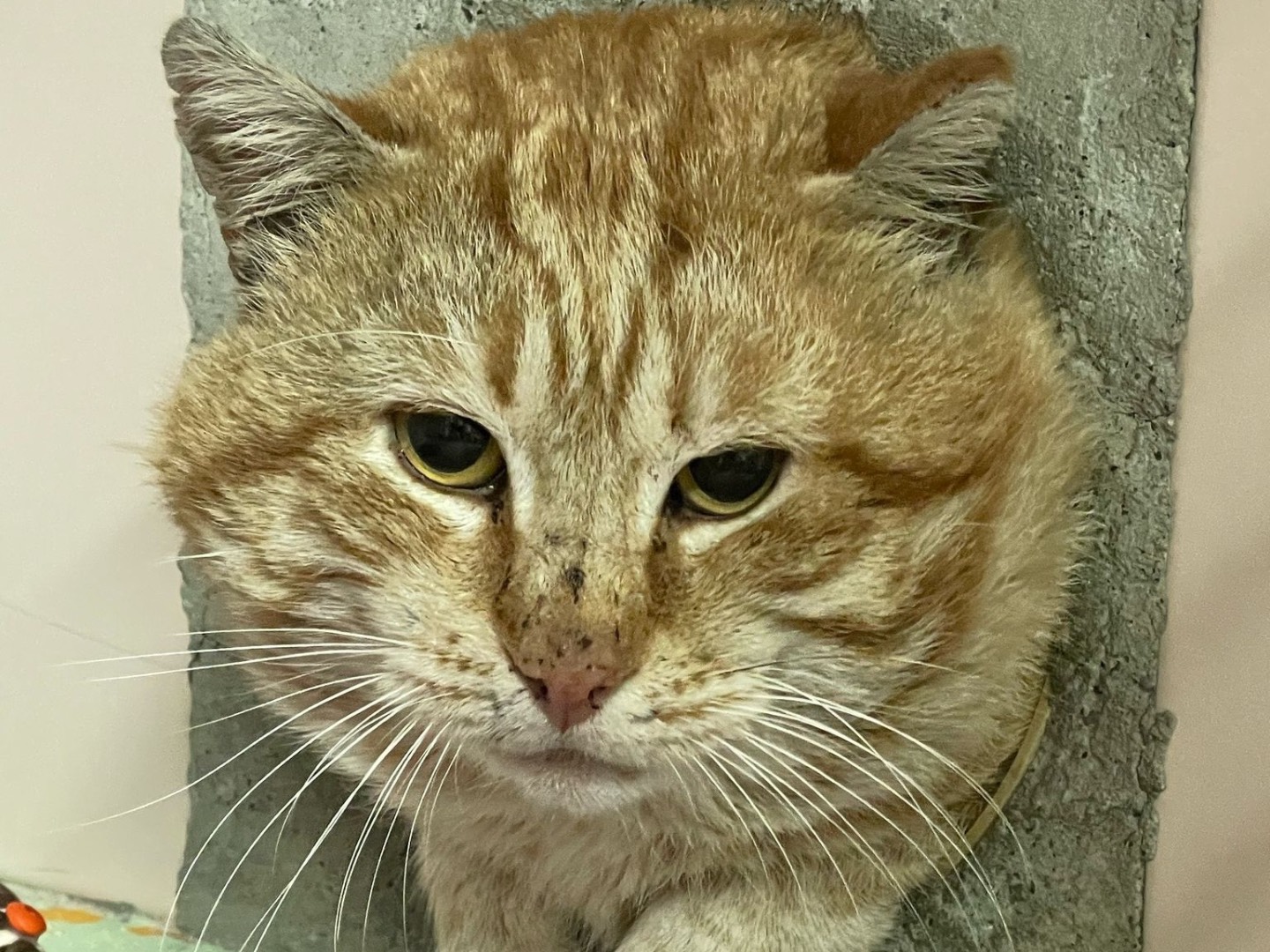 Adotta un gatto, maschio, 4 anni  e 11 mesi , Milano