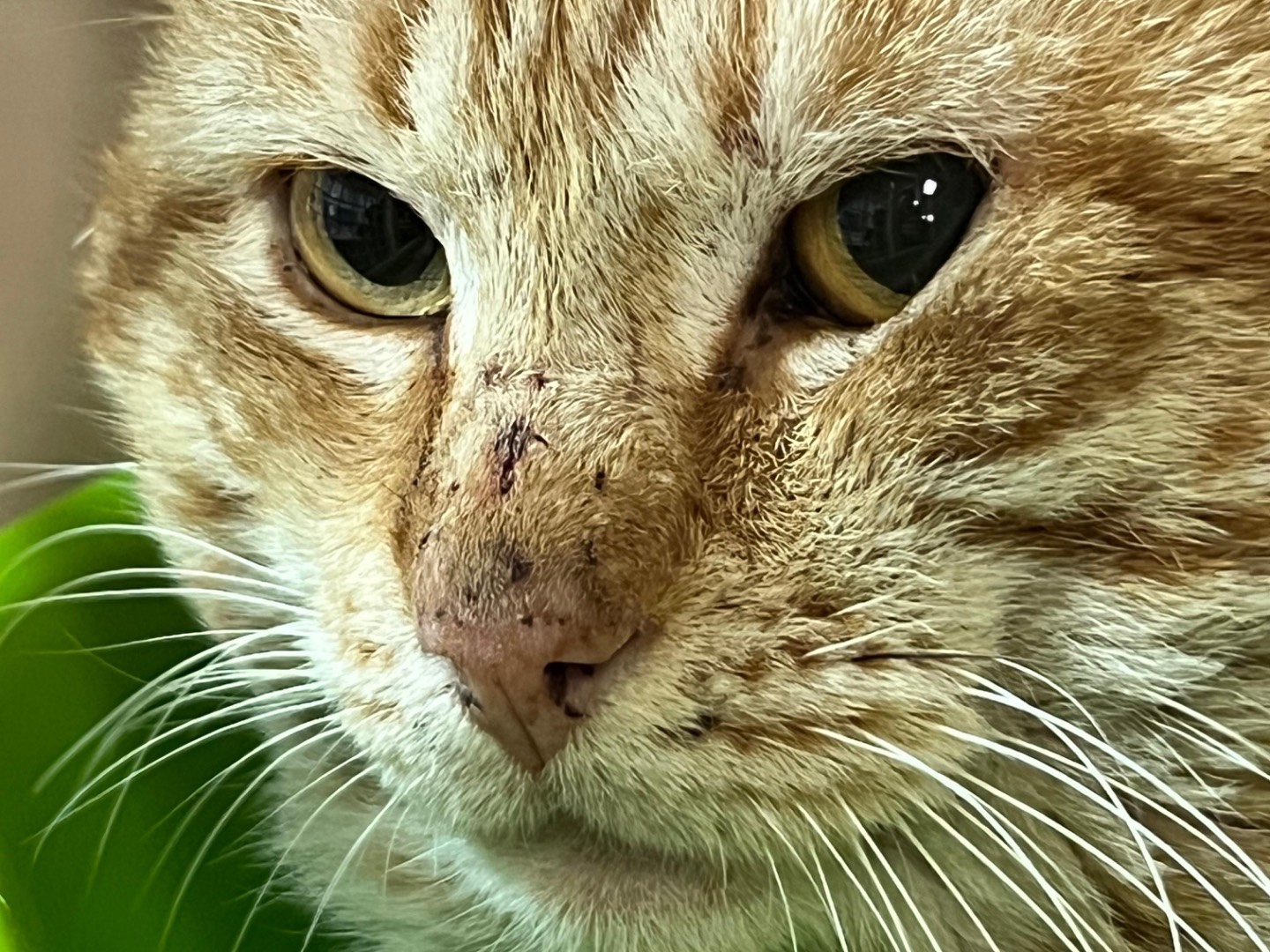 Adotta un gatto, taglia non valida, maschio, Milano