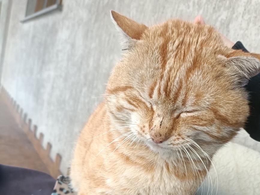 Vuoi adottare un gatto a Milano?