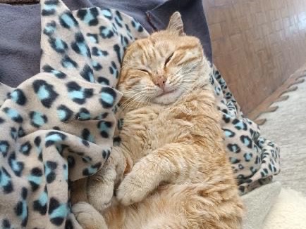 Adotta il gatto Maurizio Costanzo a Milano